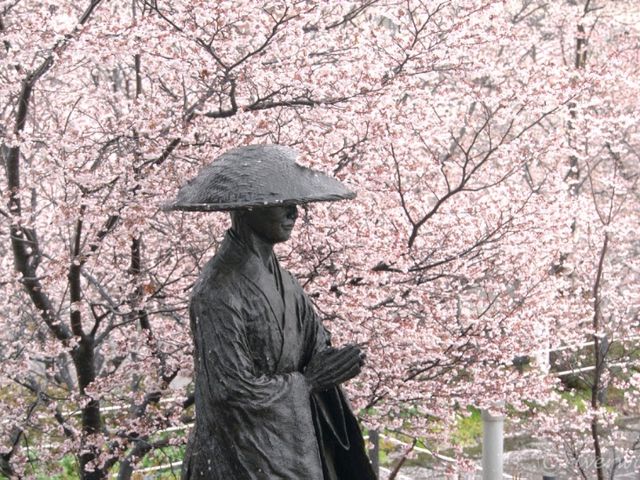 【埼玉県】埼玉でここだけ！熊谷桜が見られる「石上寺」