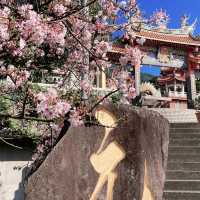春日浪漫天元宮｜櫻花與天壇交織的詩意風景