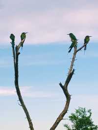 Wild safari magic in Udalawawe 