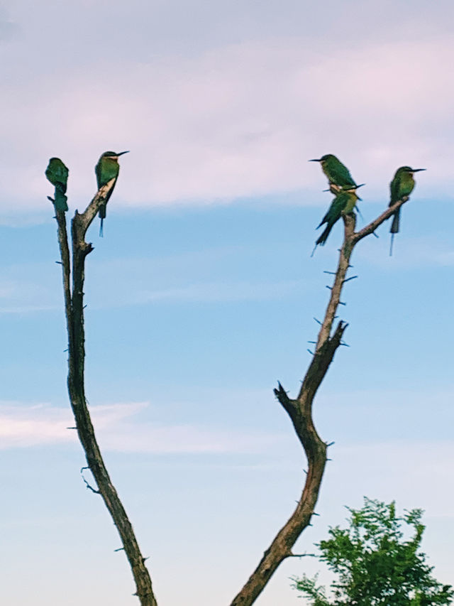 Wild safari magic in Udalawawe 