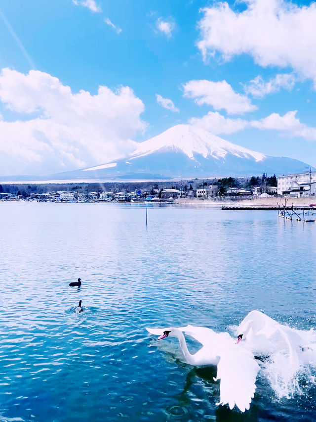 ［東京旅遊］山中湖-我最愛的富士山周圍景點🦢如果山中湖跟河口湖只能擇一的話，個人非常推薦山中湖喔🩵！