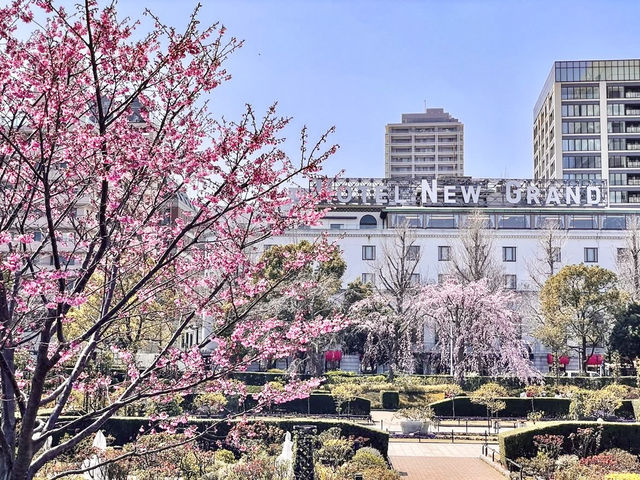Chasing Sakura at Yamashita Park Yokohama 