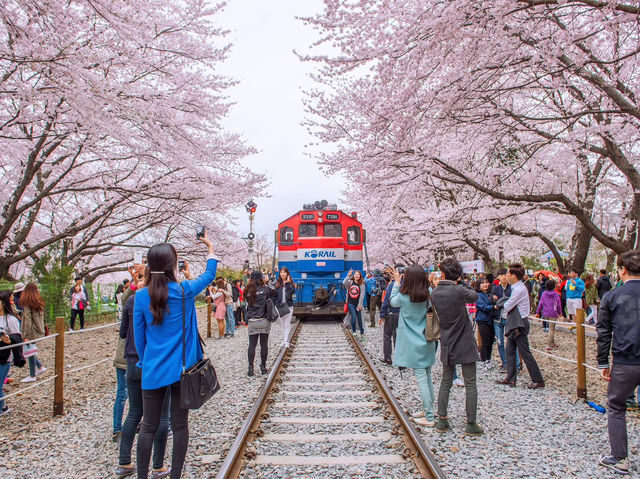 Chasing Sakura at Jinhae 