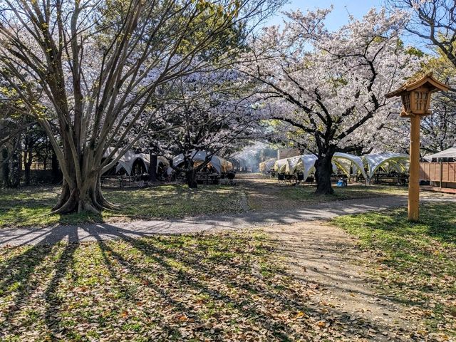 福岡舞鶴公園，市區內最便捷的賞櫻景點