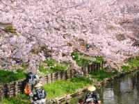 Chasing Sakura at Shingashi River in Kawagoe