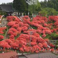 Chasing Azalea at Tenno Shrine
