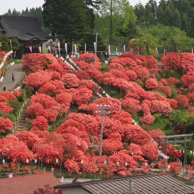 Chasing Azalea at Tenno Shrine