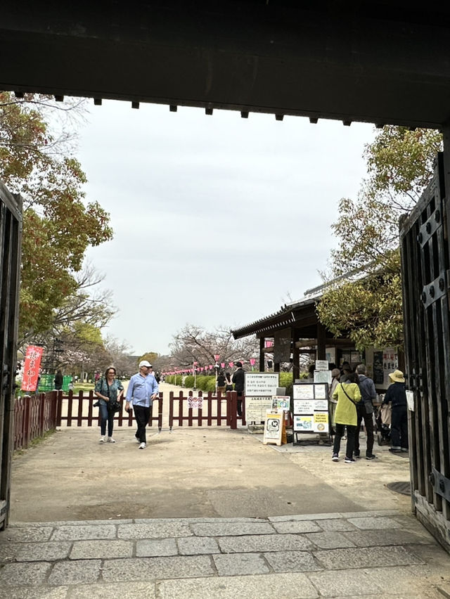 【大阪×春旅】 桜の名所100選 公園全体を埋めつくす3000本の桜