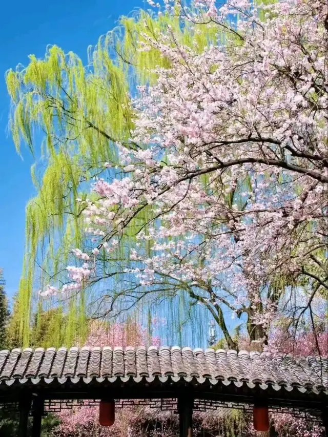 Magical Cherry Blossom in Beijing