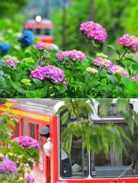 6月・7月の箱根が待ち遠しい！あじさい電車がロマンチックすぎる💐
