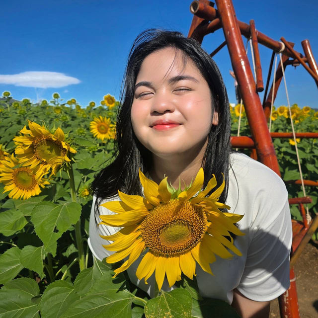 แจกพิกัดไร่ทานตะวัน🌻ลพบุรี