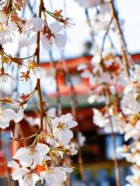 嵐山隱世賞樱秘境🌸車折神社⛩️