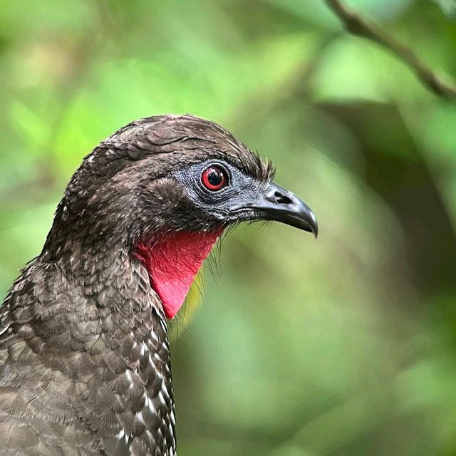 Costa Rica’s Monteverde Cloud Forest – A Lush Eco-Paradise