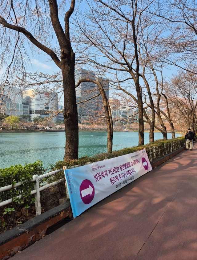 잠실 석촌호수 벚꽃축제🥰