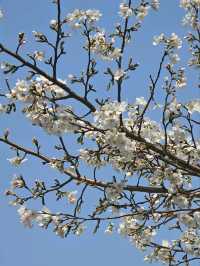 Ueno Onshi Park Cherry Blossoms- Tokyo's Blossom Epicenter