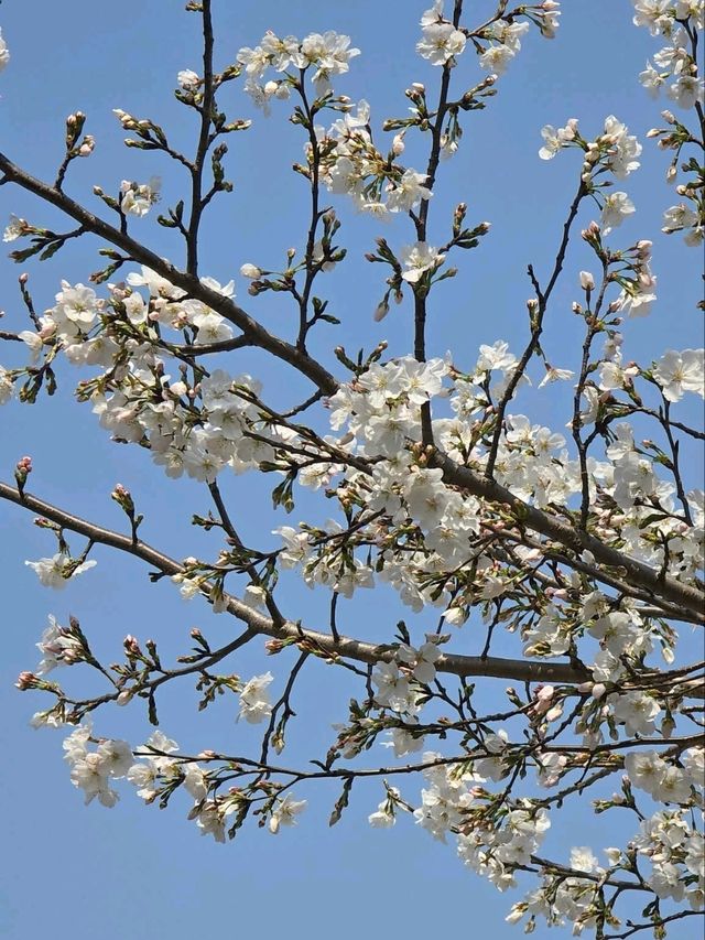 Ueno Onshi Park Cherry Blossoms- Tokyo's Blossom Epicenter