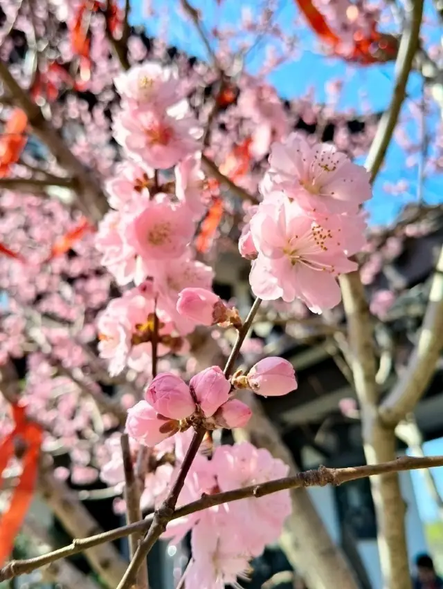 Chasing Beauty:  The Plum Blossoms Season