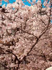 Introducing a Sweet Cherry Blossom Spot: Mignon Coffee's Relaxing Spring Ambiance