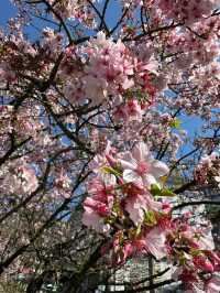 🌸**台北天元宮後山櫻花園區是欣賞櫻花**🌸