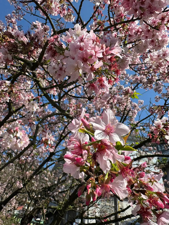 🌸**台北天元宮後山櫻花園區是欣賞櫻花**🌸
