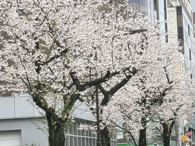東京追櫻河口湖追富士山