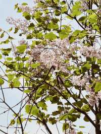 Maeheon in Bloom: A Subtle Symphony of Spring Colors and Scents 