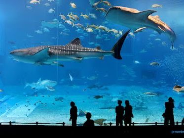 溫哥華水族館