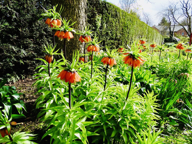 Breathe in Belfast: Spring at Botanic Gardens