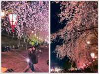 【名古屋】春の風物詩✨名古屋城のさくら祭り🏯🌸