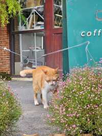 Flourist matchahouse Cafe | ปทุมธานี