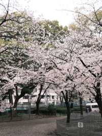 🇯🇵日本名古屋 | 鶴舞公園櫻花已開滿‼️🌸