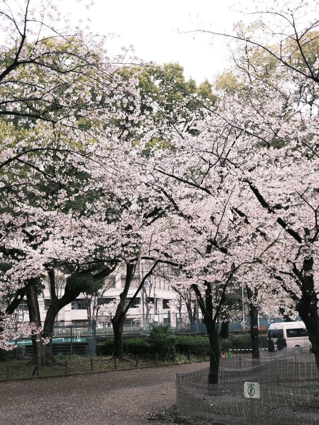 🇯🇵日本名古屋 | 鶴舞公園櫻花已開滿‼️🌸