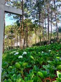 Romeo & Juliet Guesthouse @Dalat, Vietnam