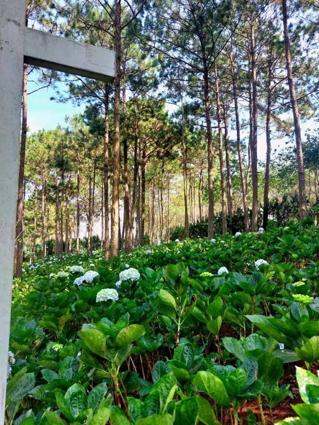 Romeo & Juliet Guesthouse @Dalat, Vietnam