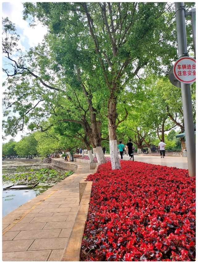 Spring @ Kunming
