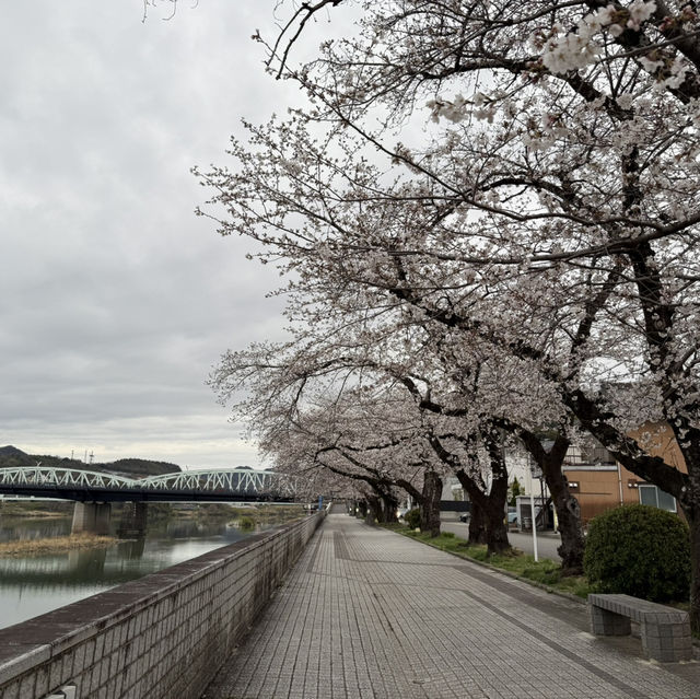 犬山城：櫻花簇擁的古城之美 🏯🌸