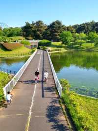 BLUE NEMOPHILAS AT HITACHI SEASIDE PARK, IBARAKI