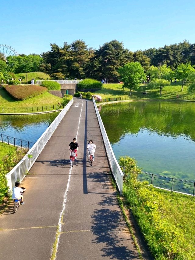 BLUE NEMOPHILAS AT HITACHI SEASIDE PARK, IBARAKI