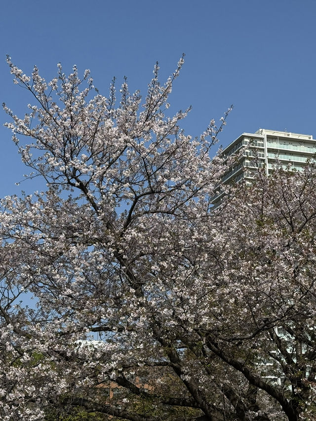 東京景點｜都立木場公園