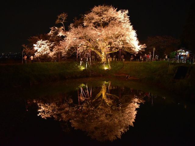 光に浮かぶ幻想の一本桜に感動🌸✨