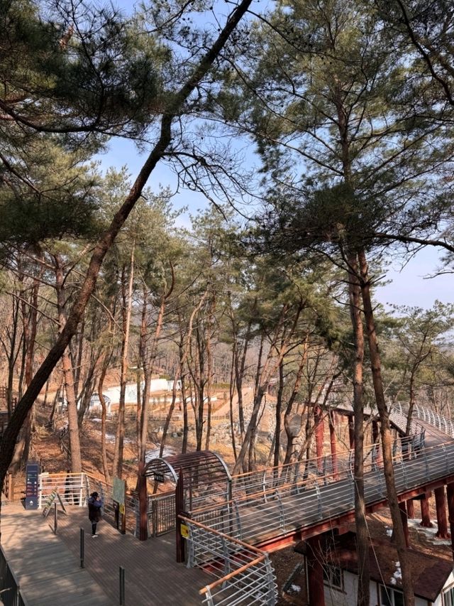 😁원주 소금산 출렁다리 케이블카