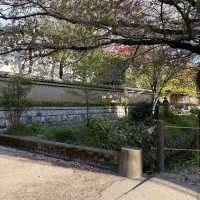 Philosopher's Walk, Kyoto