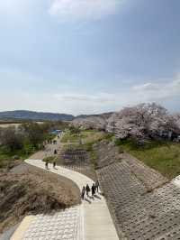 京都賞櫻之旅