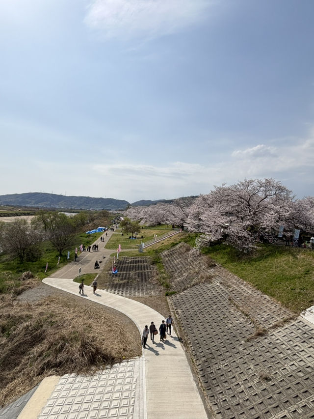 京都賞櫻之旅