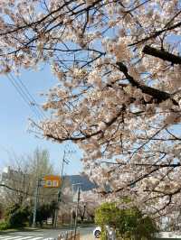 CHERRY BLOSSOMS IN FULL GLORY, THE MOST SWEETEST MOMENT