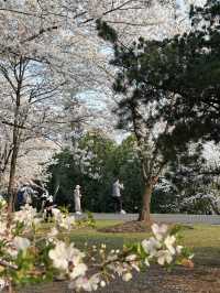 🌸Chenshan Botanical Garden · Tokyo-style Cherry Blossom Wonderland in Shanghai🌸