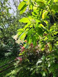 承天禪寺步道走向桐花公園賞油桐花