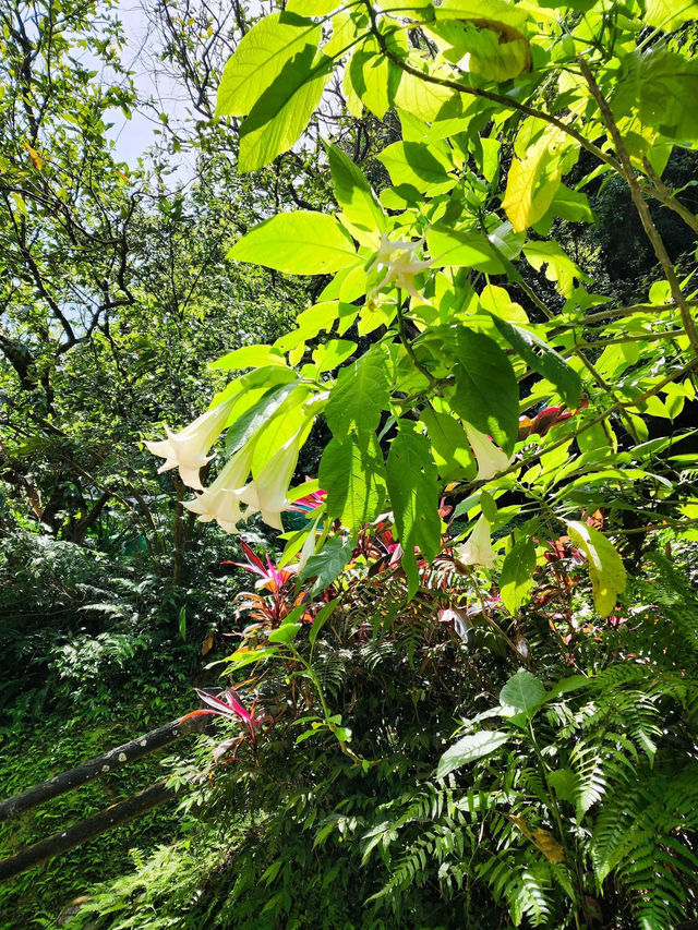 承天禪寺步道走向桐花公園賞油桐花