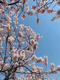 Cherry Blossom Victory in Kanagawa! 🌸🎉