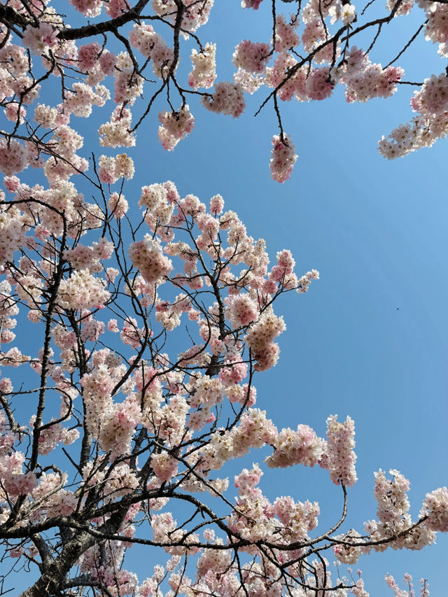 Cherry Blossom Victory in Kanagawa! 🌸🎉